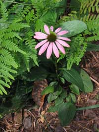 Echinacea purpurea