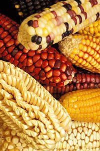 maize