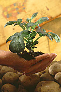 potato plant