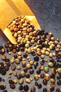 varieties of soybean